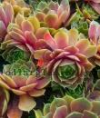 Sempervivum 'Othello'