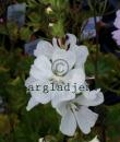 Sidalcea candida 'Bianca'