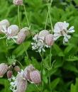 Silene vulgaris