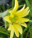 Silphium mohrii