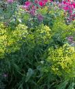 Solidago x luteus 'Lemore'