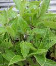 Stachys affinis