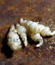 Stachys affinis