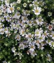 Symphyotrichum ericoides 'Snow Flurry'