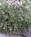 Symphyotrichum ericoides 'Snow Flurry'