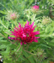 Symphyotrichum novae-angliae 'Andenken an Alma Pötschke'