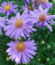 Symphyotrichum novi-belgii (Oktoberaster-Gruppen) 'Early Blue'