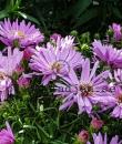 Symphyotrichum novi-belgii  (Oktoberaster-Gruppen) 'Herbstgruss vom Bresserhof'