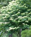 Syringa reticulata