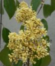 Syringa reticulata ssp. pekinensis &#039;Beijing Gold&#039;