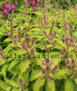 Teucrium canadense 'Punch'