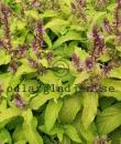 Teucrium canadense 'Punch'