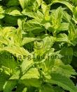 Teucrium canadense 'Punch'