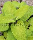 Teucrium scorodonia 'Binsted Gold'