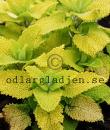 Teucrium scorodonia 'Binsted Gold'