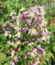Thalictrum 'Elin'