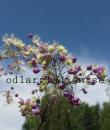 Thalictrum 'Elin'
