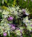 Thalictrum 'Elin'