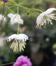 Thalictrum SPLENDIDE WHITE 'FR21034'