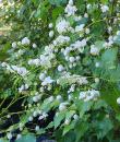 Thalictrum SPLENDIDE WHITE 'FR21034'