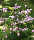 Thalictrum rochebrunianum