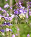 Thalictrum rochebrunianum
