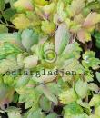Thalictrum speciosissimum 'Silver Sparkler'