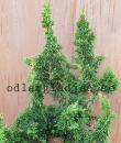 Thuja occidentalis 'Malonyana Holub'