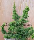 Thuja occidentalis 'Malonyana Holub'