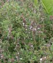 Thymus vulgaris