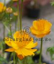 Trollius chinensis 'Golden Queen'