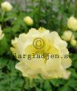 Trollius x cultorum 'Alabaster'