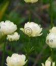 Trollius x cultorum 'Alabaster'