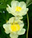 Trollius x cultorum 'Alabaster'