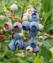 Vaccinium (Angustifolium-Gruppen) 'Northland'