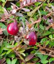 Vaccinium macrocarpon 'Pilgrim'