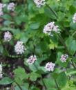 Valeriana supina