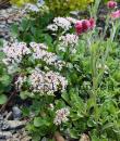 Valeriana supina