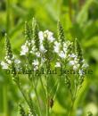Verbena hastata 'White Spires'