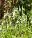 Verbena hastata 'White Spires'