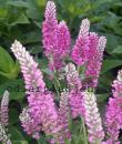 Veronica spicata 'Heidekind'