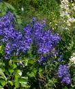 Veronica teucrium 'Knallblau'