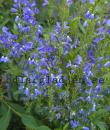 Veronica teucrium 'Knallblau'
