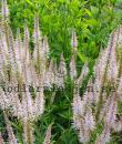Veronicastrum virginicum 'Pink Glow'