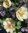 x Alcalthaea suffrutescens &#039;Parkallee&#039;