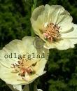 x Alcalthaea suffrutescens &#039;Parkallee&#039;