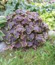 x Heucherella 'Solar Eclipse'