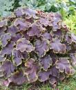 x Heucherella 'Solar Eclipse'