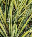 Yucca filamentosa 'Color Guard'