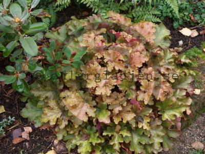 Helleborus niger - Julros